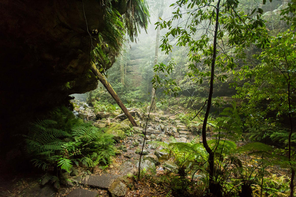 Forest floor